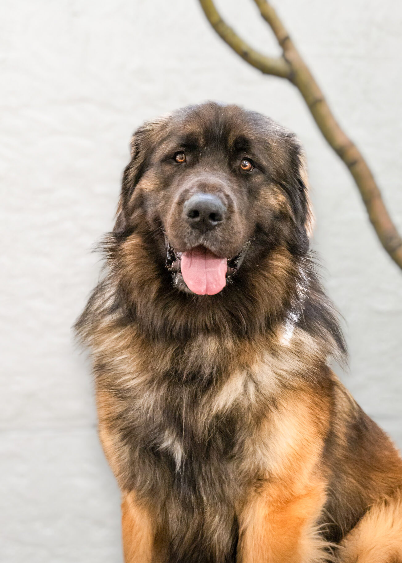 Leon the therapy dog